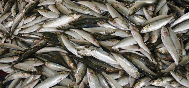 jod-fisch-pb-falco-170315-1280x600 Jodhaltige Lebensmittel sind Fisch, Meeresfrüchte und Algen
