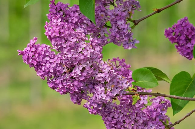 flieder-syringa-vulgaris-im-garten-cc0-pixabay-couleur-180530_download Die Fliedersorte 'Syringa vulgaris' lässt sich gut vermehren.