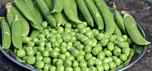 Erbsensalat