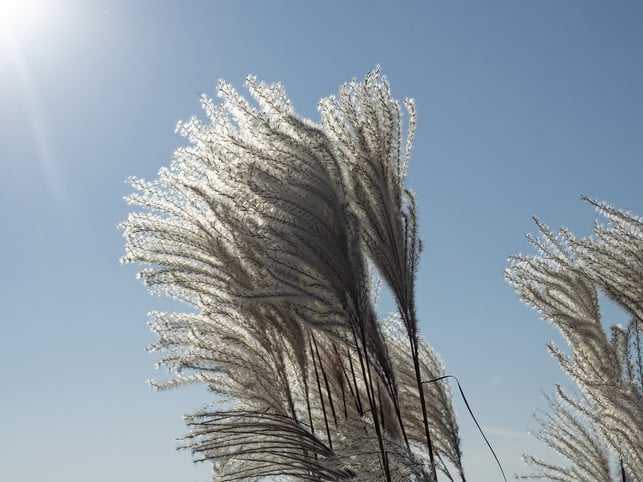 pflanze-elefantengras-im-garten-oder-im-kuebel-ach-cc0-pixabay-wolfblur-220502_download Pflanze Elefantengras im Garten oder im Kübel. Achte dabei auf ausreichend Platz.