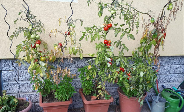 regelmaessiges-giessen-ist-die-wichtigste-massnahme-ge-utopiadaniela-staber-211118_download Regelmäßiges Gießen ist die wichtigste Maßnahme gegen die Blütenendfäule.