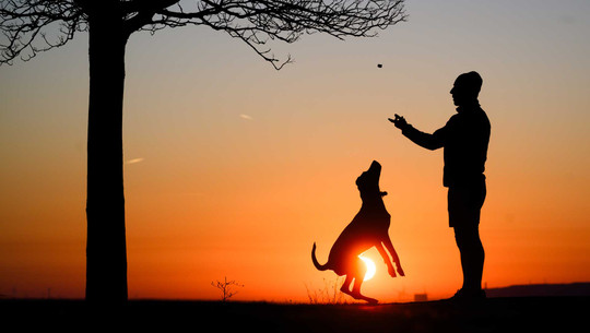 Vor allem Frauen belastet: Was du wissen solltest, vor du dir einen Hund anschaffst Vor allem Frauen belastet: Was du wissen solltest, vor du dir einen Hund anschaffst