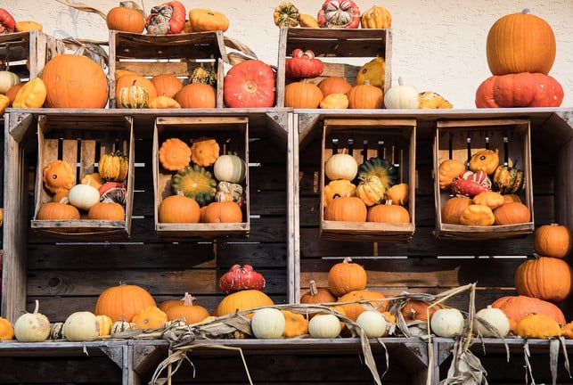 der-kuerbis-ist-eine-uralte-nutzpflanze-mit-einer-g-cc0-pixabay-minka2507-180122_download Der Kürbis ist eine uralte Nutzpflanze mit einer großen Sortenvielfalt.