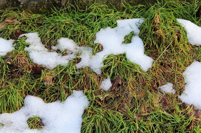 gelbe-und-kahle-stellen-im-rasen-nach-dem-winter-cc0-pixabay-_alicja_-190516_download Nur einer von mehreren Gründen für gründliche Rasenpflege im Frühjahr: Gelbe und kahle Stellen im Rasen nach dem Winter.