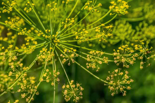 fenchel-hemmt-das-wachstum-der-nachbarpflanzen-cc0-pixabay-hunt-er-250407_download Fenchel hemmt das Wachstum der Nachbarpflanzen.