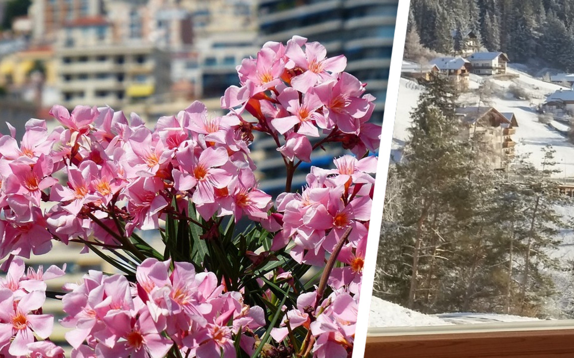 Oleander berwintern: So geht er nicht ein - Utopia.de