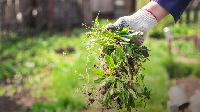 toom_Utopia-Unkraut_24-23 (1)