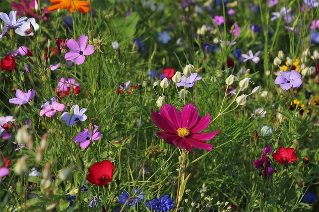 wildwachsende-graeser-und-wildblumen-sind-die-wicht-cc0-pixabay-pasja1000-200216_download Wildwachsende Gräser und Wildblumen sind die wichtigsten Komponenten eines insektenfreundlichen Gartens.
