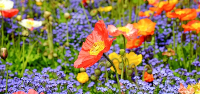 Blumen im Juli aussäen