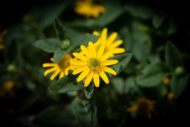 ziehe-die-pflaenzchen-im-fruehling-im-haus-vor-dami-cc0-pixabay-pezibear-230607_download Ziehe die Pflänzchen im Frühling im Haus vor, damit du sie nach den Eisheiligen direkt auspflanzen kannst.