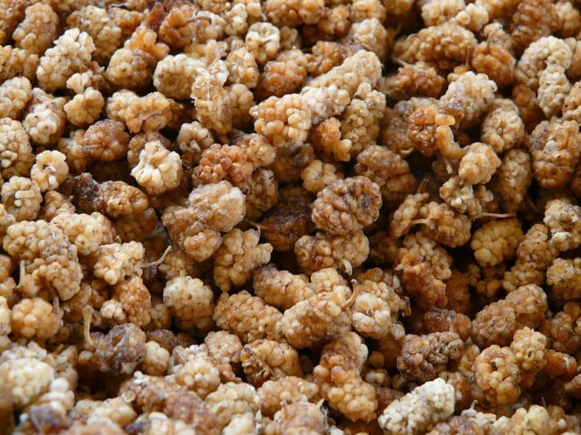 weisse-maulbeeren-morus-alba-cc0-pixabay-hans-190729_download Weiße Maulbeeren kannst du, wie andere Maulbeeren auch, vielfältig weiterverarbeiten.