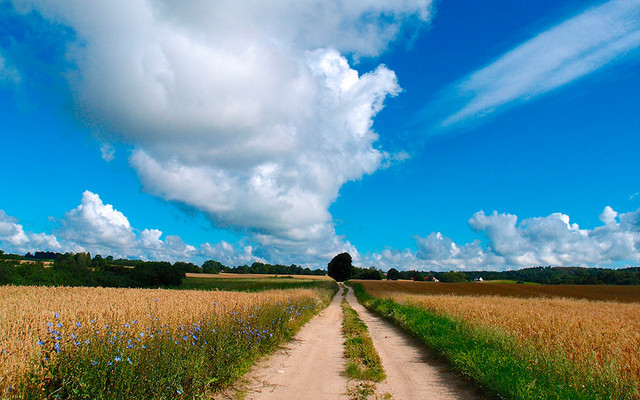 Typischer-Wanderweg-in-den-Masuren Typischer Wanderweg in den Masuren (Polen)
