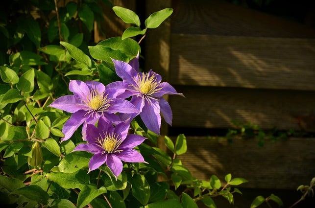 die-clematis-traegt-grosse-blueten-cc0-pixabay-congerdesign-200101_download Die Clematis ist eine immergrüne Kletterpflanze mit besonders prächtigen Blüten.