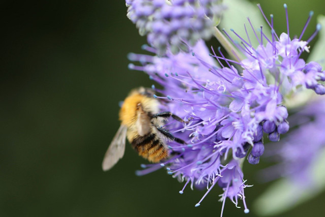 Bienen lieben die Phacelia wegen ihres Pollen- und Nektarangebots.