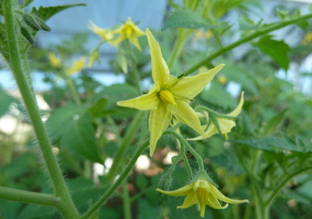 tomaten-pflanzen-bluete-p-oehlenbach-170522-1280x900 Tomaten pflanzen: blühende Tomate