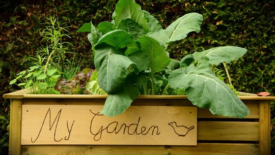 hochbeet-ueberwintern-cc0--pixabay--congerdesign-251109 Hochbeet überwintern