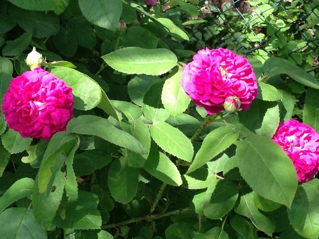 die-damaszener-rose-martina-naumannutopia-180706_download Die Damaszener Rose