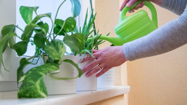 pflanzen-wohnung-natuerliche-klimaanlage-dpa-240605-1280x720 Gut gegossene Pflanzen sorgen für eine höhere Luftfeuchtigkeit in den Räumen.