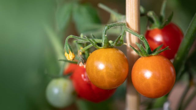 Expert:innen: Einfacher Trick macht eigene Tomaten aromatischer Expert:innen: Einfacher Trick macht eigene Tomaten aromatischer