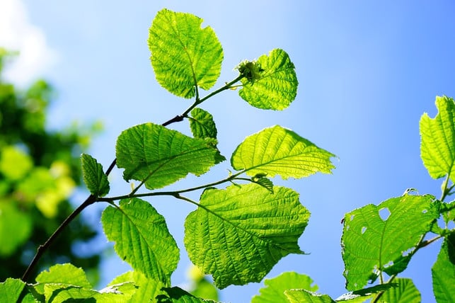 egal-ob-strauch-oder-baum-fuer-eine-gleichmaessige-cc0-pixabay-hans-191213_download Egal ob Strauch oder Baum - für eine gleichmäßige Form und eine reiche Ernte solltest du deine Haselnuss regelmäßig schneiden.