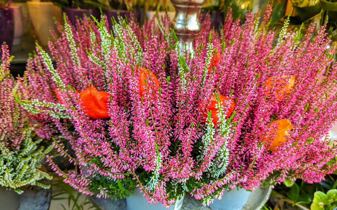 gerbera pflege zimmerpflanze Gerbera Rot main image 0