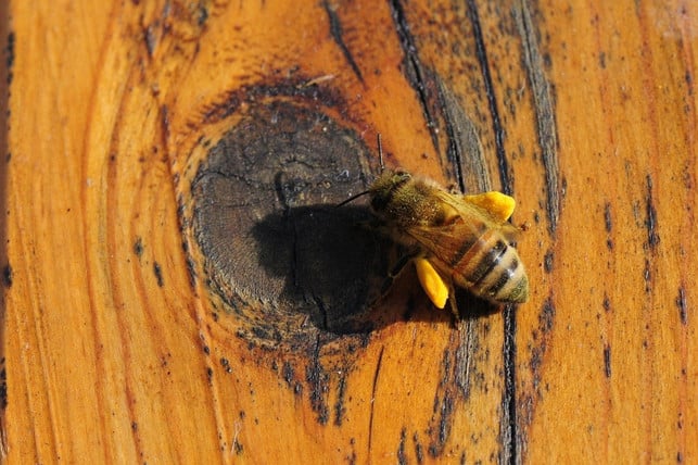 Bees collect pollen and accumulate it - this is how flower pollen is created.