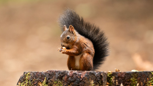 Ein Eichhörnchen sitzt auf einem Baumstumpf und hält eine Nuss in seinen Vorderpfoten. Ein Eichhörnchen sitzt auf einem Baumstumpf und hält eine Nuss in seinen Vorderpfoten.