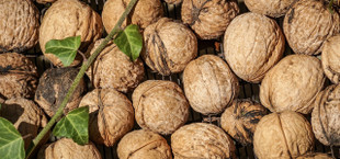 Nach dem Ernten müssen Walnüsse getrocknet und gereinigt werden.