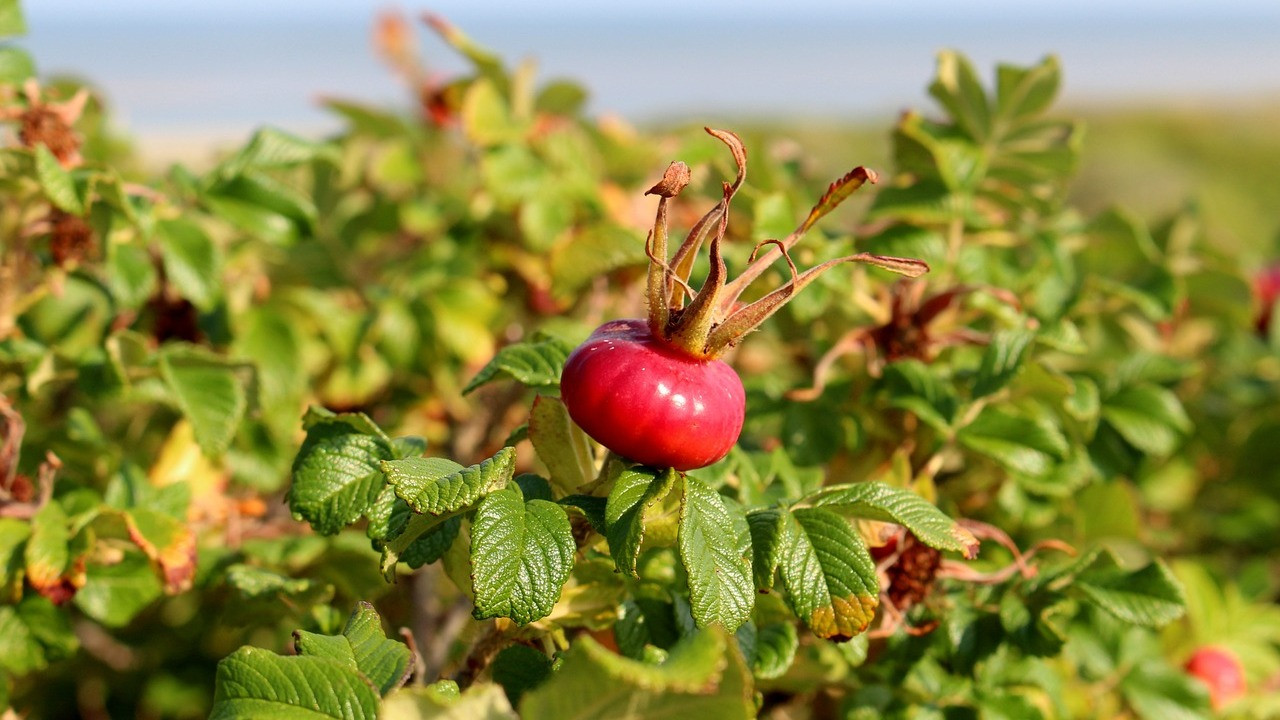 Kartoffelrose: Das solltest du wissen, bevor du sie pflanzt - Utopia.de