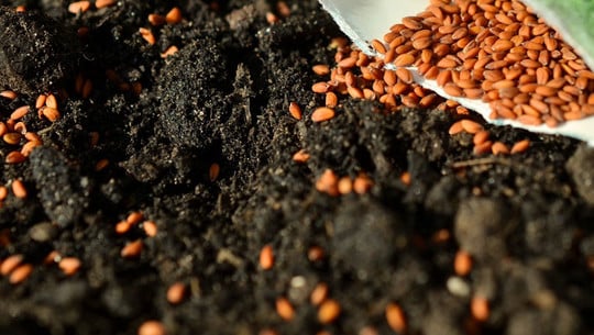 samen-november-aussaat-pb-congerdesing Aussaat im November: Diese Gemüsesorten dürfen jetzt noch ins Beet