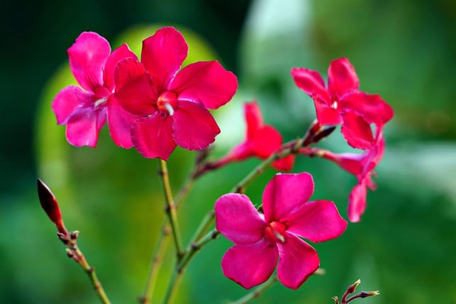solange-die-wurzeln-intakt-sind-kannst-du-erfrore-cc0-pixabay-ignartonosbg-230109_download Solange die Wurzeln intakt sind, kannst du erfrorene Teile zurückschneiden und den Oleander retten.