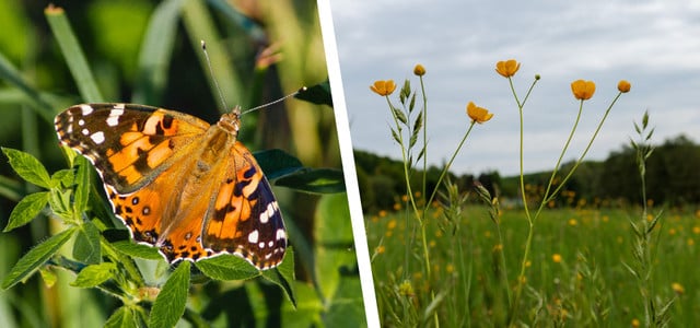 Biodiversität im Garten fördern