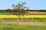 junge-freistehende-obstbaeume-brauchen-eine-stuetze-cc0-pixabay-manfredrichter-200512_download Junge, freistehende Obstbäume brauchen eine Stütze.