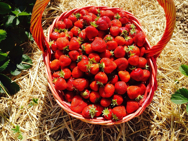 regionale-erdbeeren-schmecken-am-besten-cc0-pixabay-photosforyou-190329_download Regionale Erdbeeren schmecken am besten.