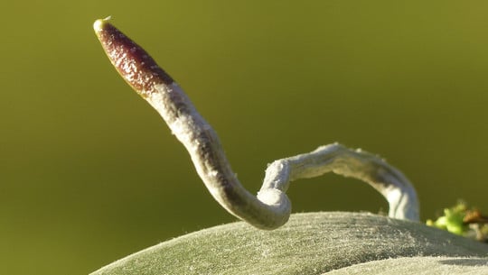 luftwurzeln-cc0-pixabay-arttower-230102 luftwurzeln