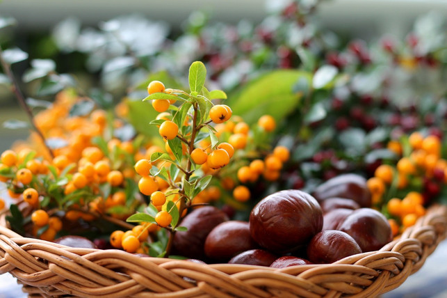 die-orangenen-sanddorn-fruechte-kannst-du-wild-samm-cc0-pixabay-guvo59-230807_download Die orangenen Sanddorn-Früchte kannst du wild sammeln.