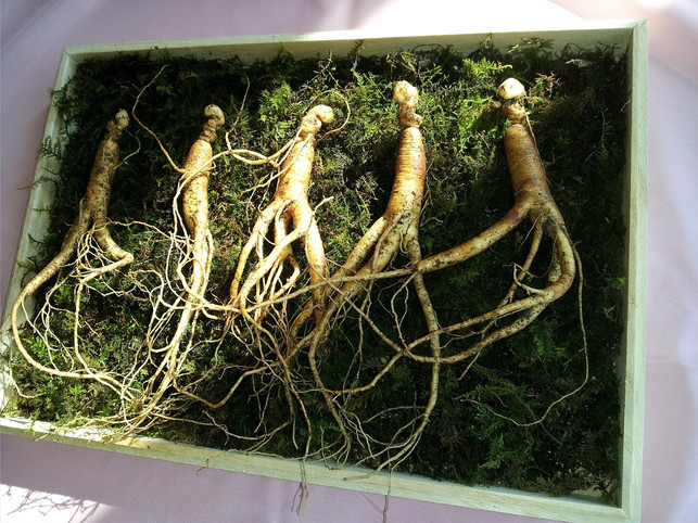 ein-paar-studien-weisen-auf-positive-effekte-von-g-cc0-pixabay-markroad1230-241128_download Ein paar Studien weisen auf positive Effekte von Ginseng hin.