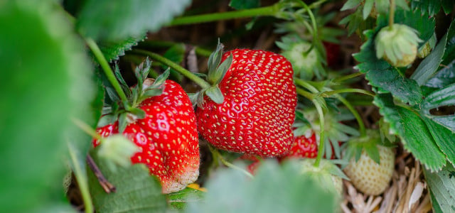 erdbeeren knoblauch