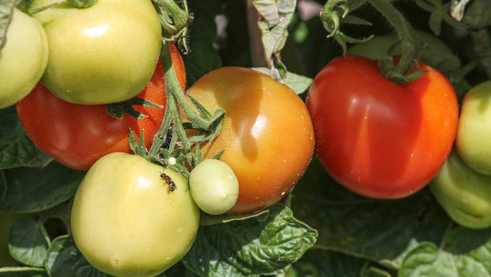 tomaten-ernten-cc0--pixabay--manfredrichter-250805 Tomaten ernten
