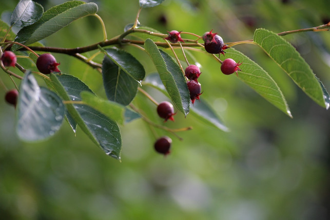 die-beeren-der-felsenbirne-kannst-du-zu-allerlei-s-cc0-pixabay-joa70-230811_download Die Beeren der Felsenbirne kannst du zu allerlei Speisen weiterverarbeiten.