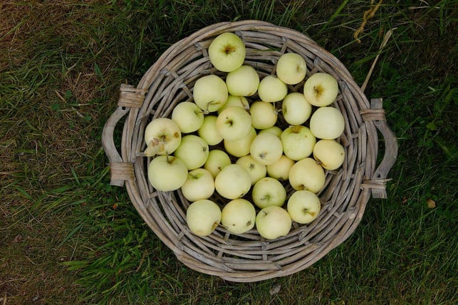 klaraepfel-sind-kaum-lagerfaehig-und-schmecken-nur-ue-cc0-pixabay-stephaniealbert-220613_download Klaräpfel sind kaum lagerfähig und schmecken nur über einen kurzen Zeitraum frisch.