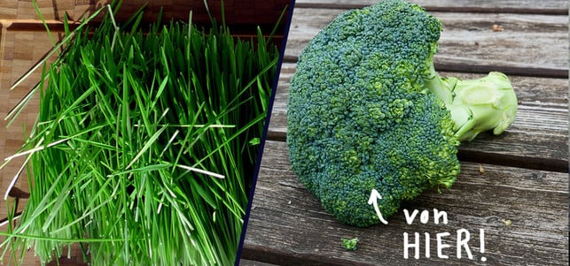 Regionale Alternativen zu Superfoods Regionale Alternativen zu Superfoods