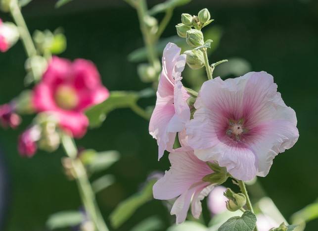 die-buschmalve-benoetigt-viel-wasser-und-waerme-um-cc0-pixabay-mariamichelle-201016_download Die Buschmalve benötigt viel Wasser und Wärme, um zu gedeihen.