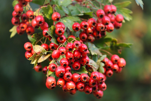 Die Beeren des Weißdorns werden gerne von Vögeln gefressen.