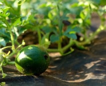 Melone pflanzen: Alles zu Anbau, Pflege und Ernte