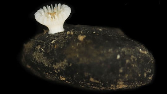 Neu entdecktes Tiefseewesen schon jetzt akut bedroht: "Riskieren die Auslöschung einer ganzen Art" Kleiner, weiße Koralle mit röhrenförmigen Strukturen wächst auf einem dunklen, erdigen Stein vor schwarzem Hintergrund.