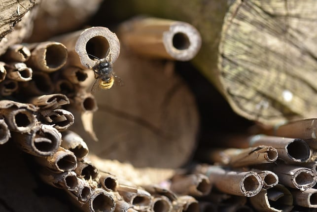 wildbienen-ziehen-sich-gerne-in-pflanzenstaengel-zu-cc0-pixabay-eye-ad-210529_download Wildbienen ziehen sich gerne in Pflanzenstängel zurück. Allerdings sollten diese vertikal und nicht horizontal stehen.