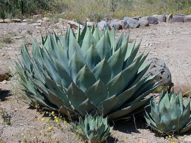die-agave-kann-regenwasser-sehr-lange-speichern-cc0-pixabay-127071-210114_download Die Agave kann Regenwasser sehr lange speichern – du musst sie deshalb nicht oft gießen.