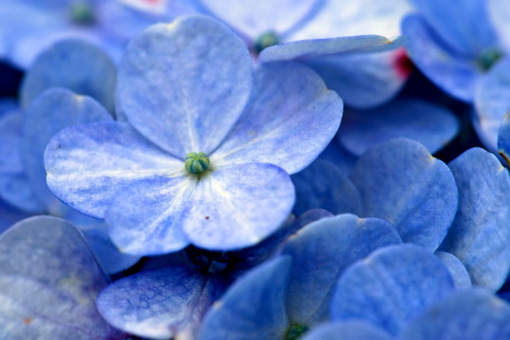 Hortensie blau frben: So schaffst du es - Utopia.de