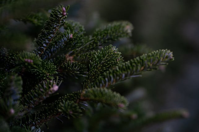 einen-weihnachtsbaum-selber-zu-faellen-geht-nur-mit-cc0-pixabay-jatocreate-231212_download Einen Weihnachtsbaum selber zu fällen geht nur mit Genehmigung.